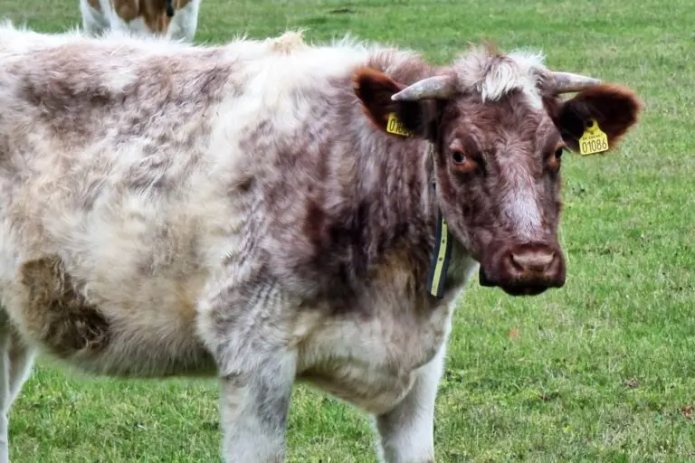 One of the museum's rare shorthorn cows