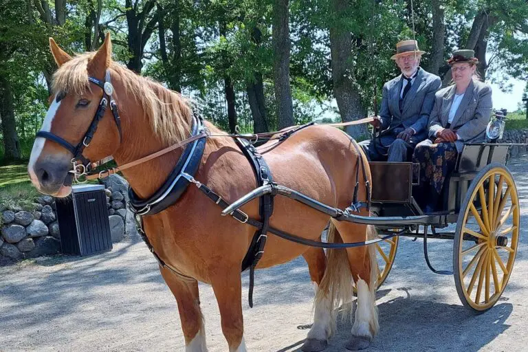 Horse and carriage with driver Anders Horsbøl Nielsen ready for traditional driving