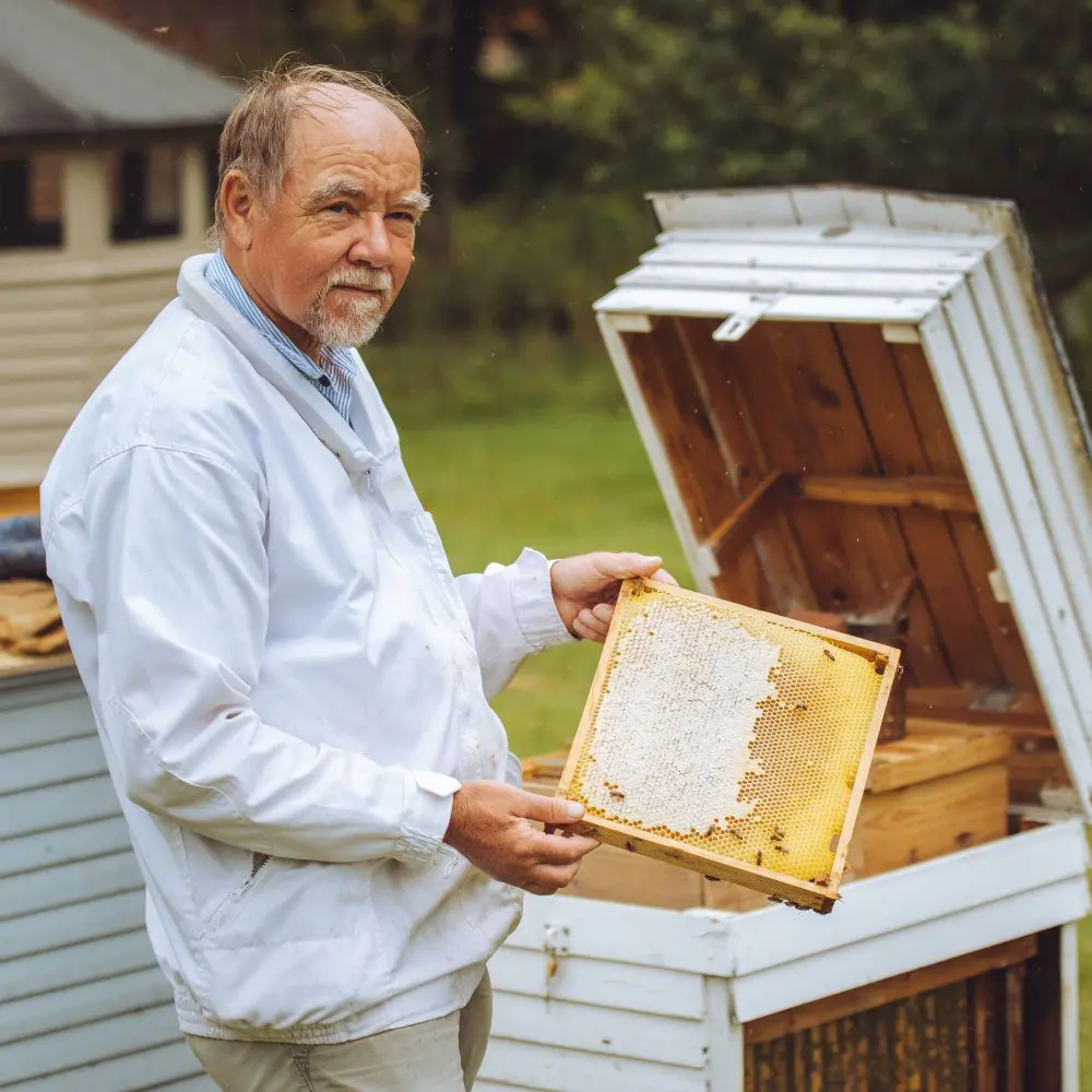 The beehive at a hive