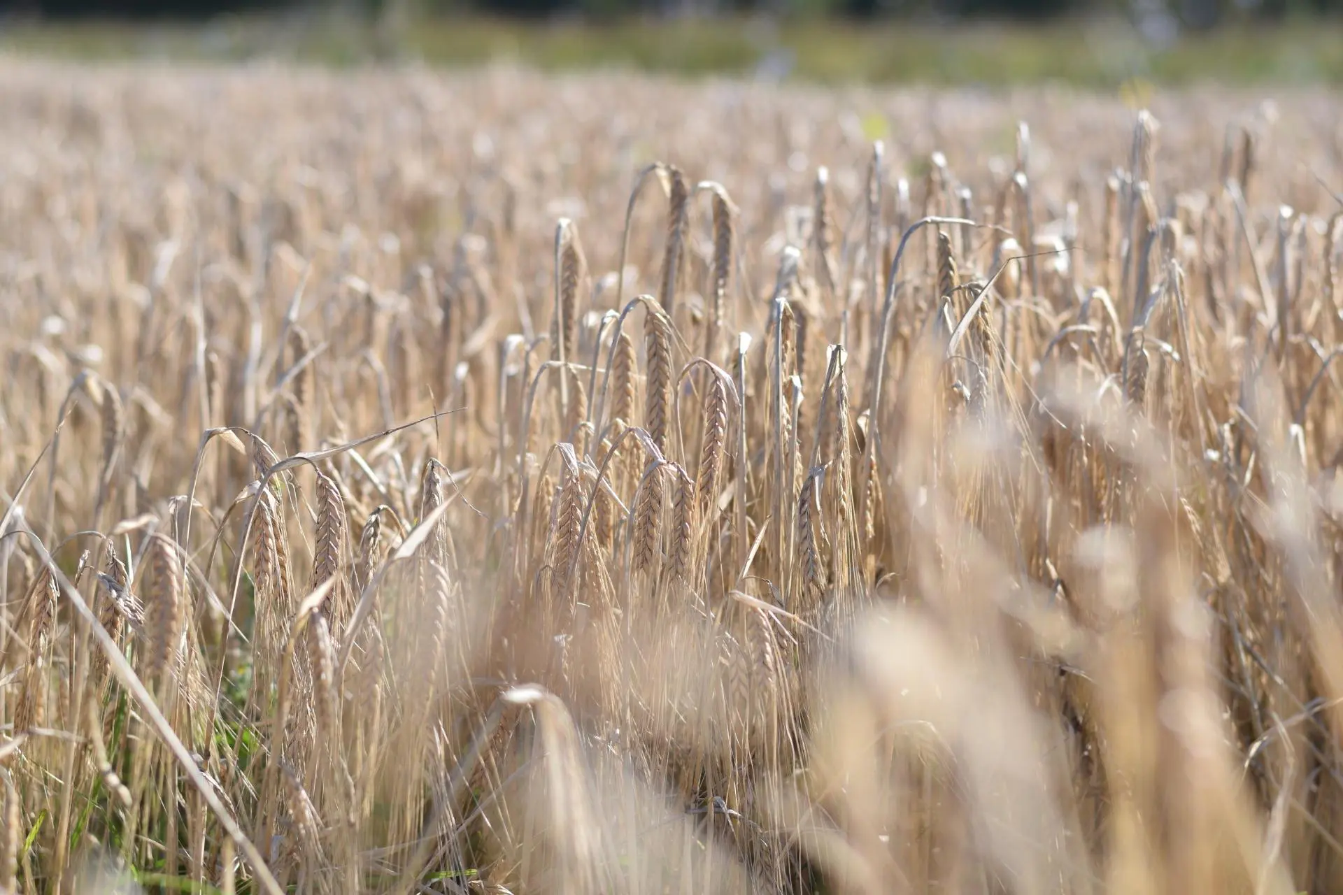 The picture shows a field of spring barley immediately before it is harvested.
