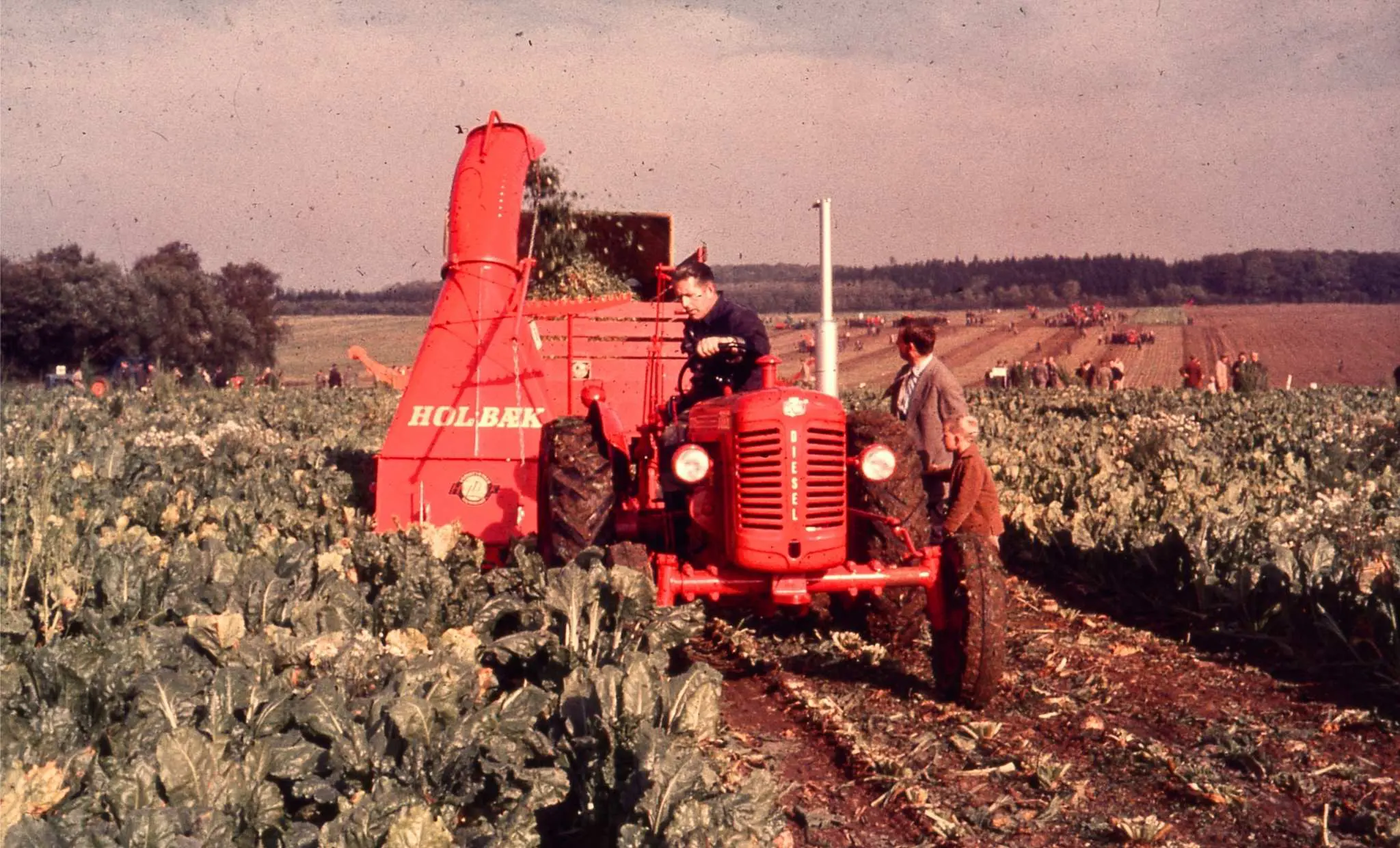 Green Harvester Holbæk 1961 Picture of work with Holbæk green harvester in 1961