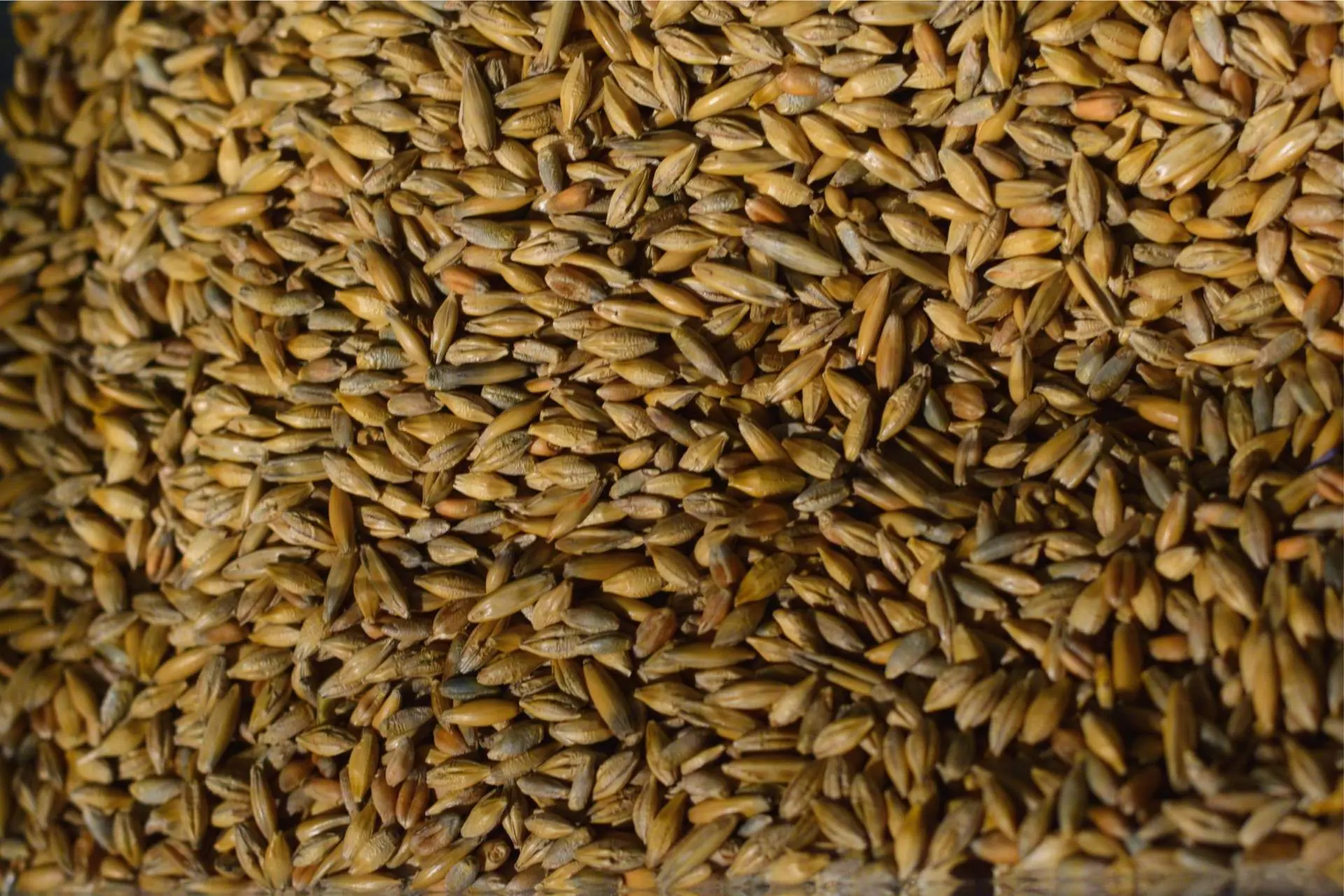 Barley A picture of grains of barley from the exhibition Grains of Gold