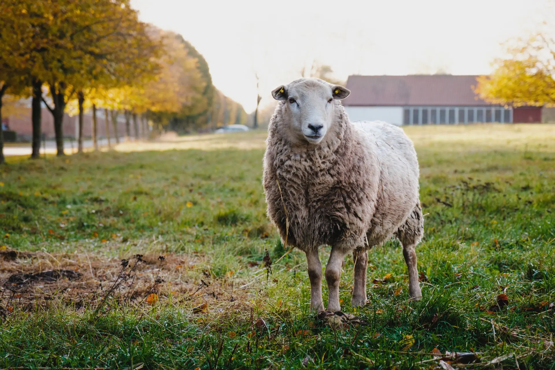 Sheep from the Green Museum
