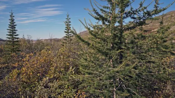 ORPIK - Kangerlussuaq - Finn Larsen