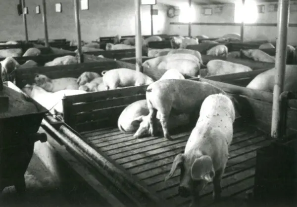 Historisches Bild aus der Schweineproduktion