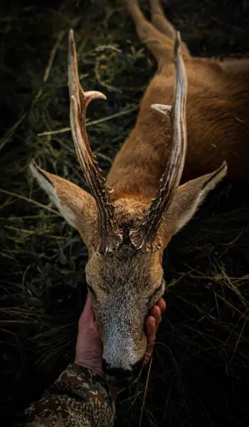 Foto taget af Jonas Nørregård - Jægeren betragter den nedlagte buk.