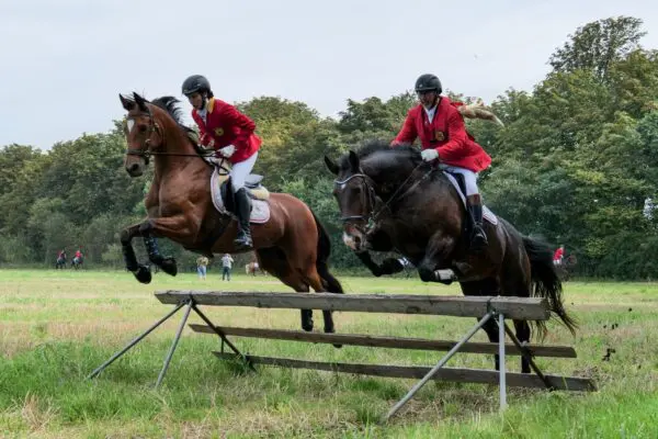 2 heste springer over forhindring til ELRO-dag