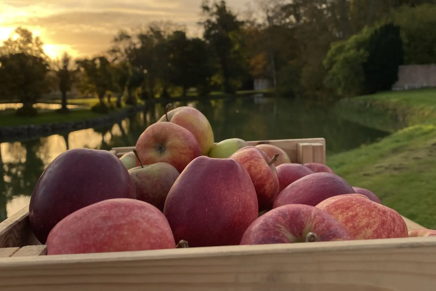 Äpfel bei Sonnenuntergang