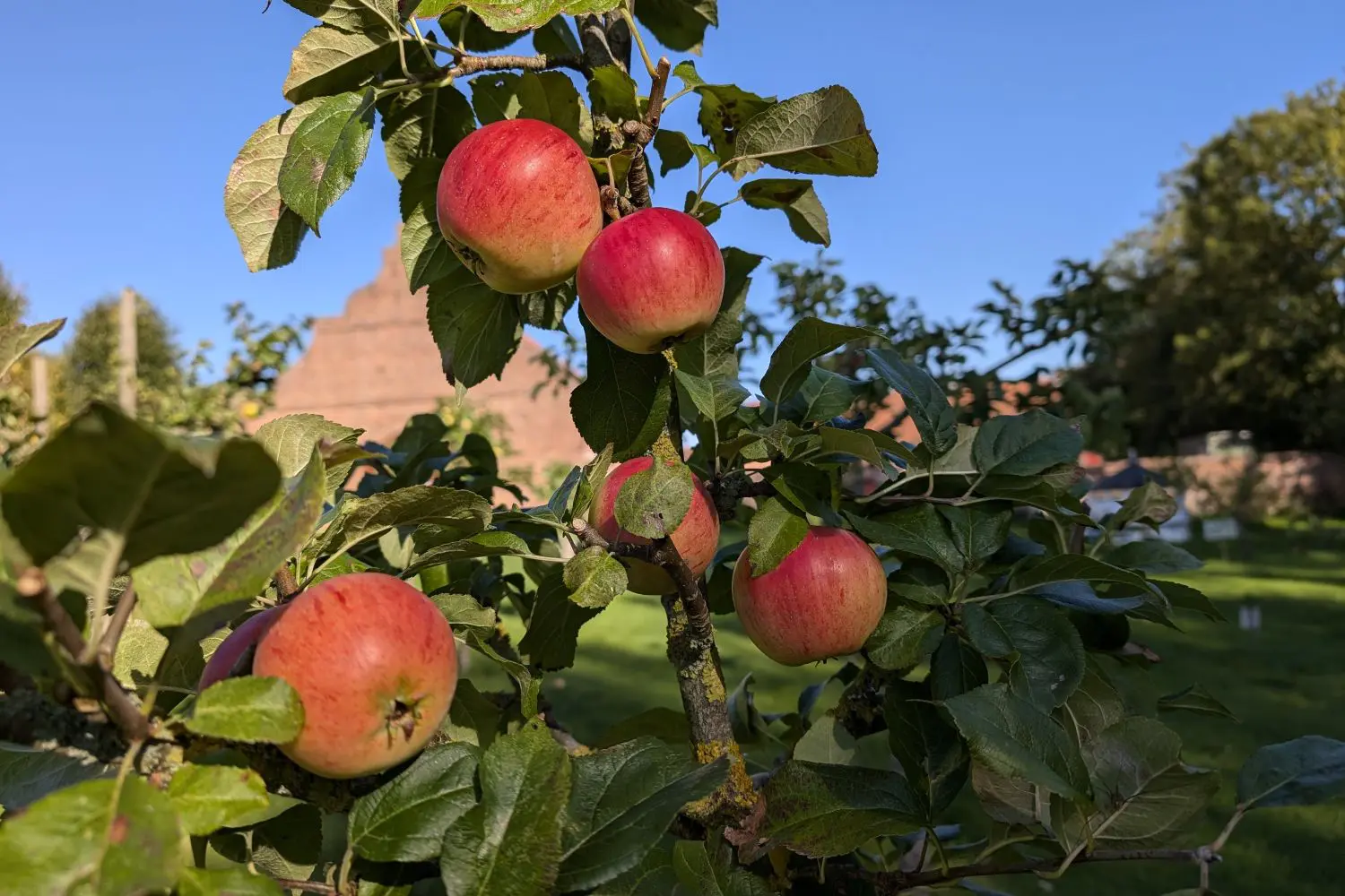 Apfelbaum mit Äpfeln aus dem Garten