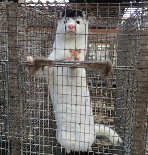 Curious mink at Erik Vammen