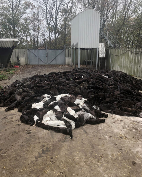 Forced killing of mink on Gjøl