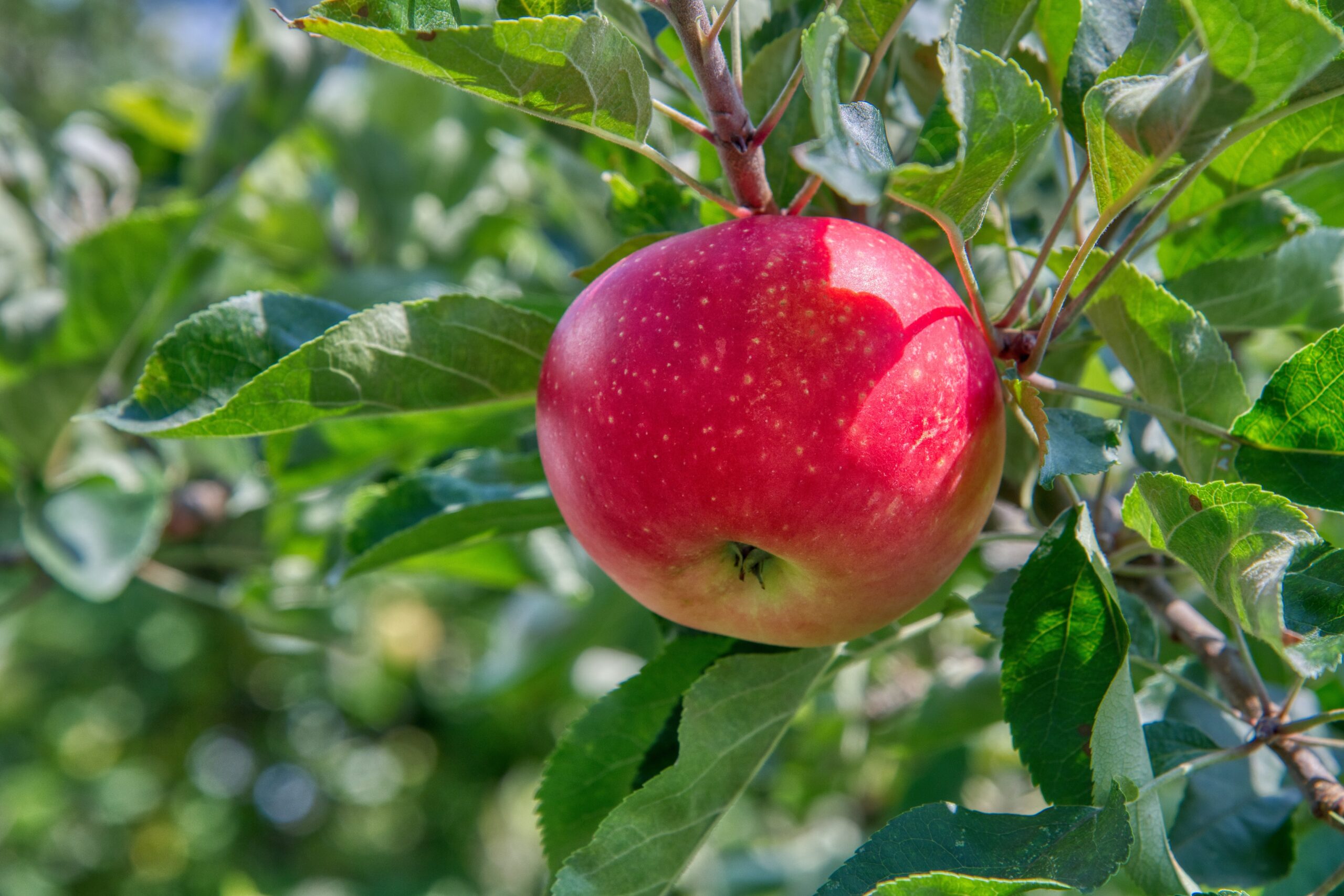 Æbler: Historier og mad – havevandring og temafrokost